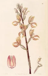 Govenia fasciata